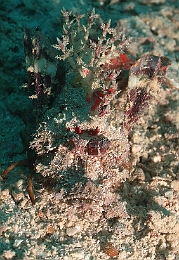 Sipadan_2015_Rascasse a filaments_Inimicus filamentosus_IMG_2861_rc